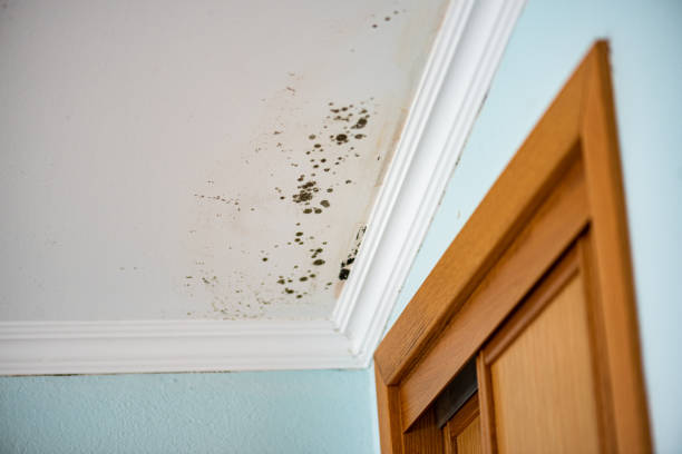 Best Affordable Mold Removal  in Sandy, UT