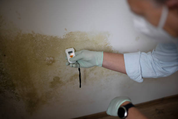 Best Residential Mold Removal  in Sandy, UT