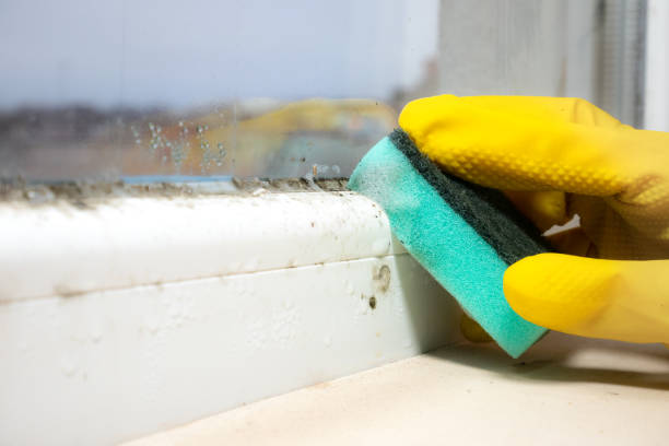 Best Same-Day Mold Removal  in Sandy, UT
