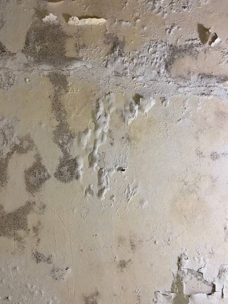 Best Attic Mold Removal  in Sandy, UT