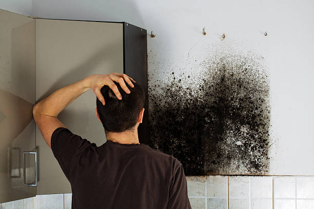 Best Office Mold Removal Services  in Sandy, UT