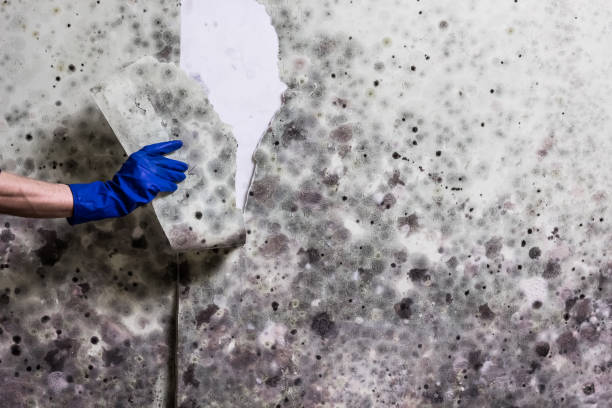 Best Certified Mold Removal  in Sandy, UT