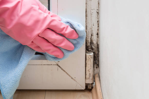 Best Black Mold Removal  in Sandy, UT