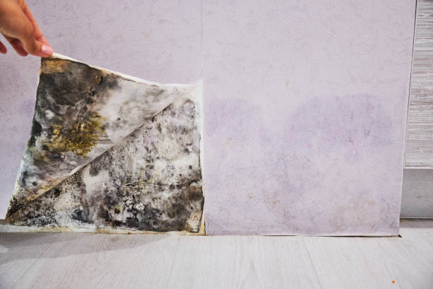 Best Commercial Mold Removal  in Sandy, UT